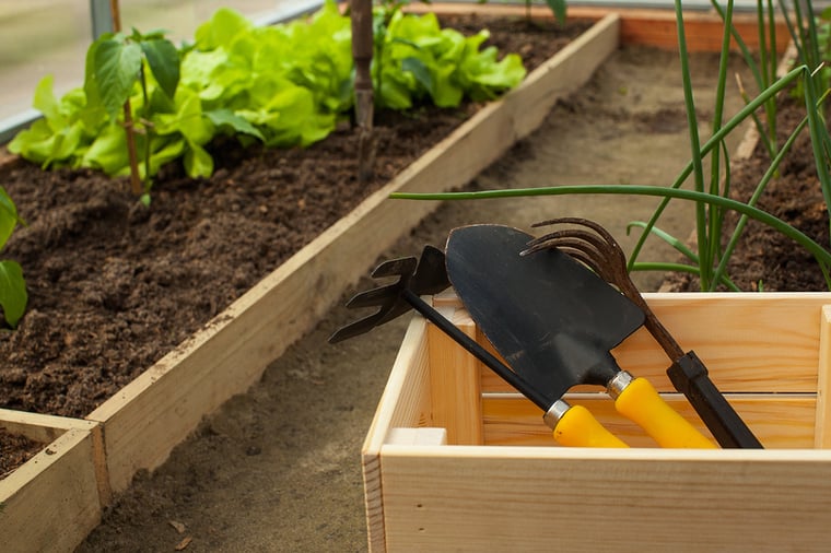 These Box Plants Are Easy to Grow in the Desert & Without a Garden