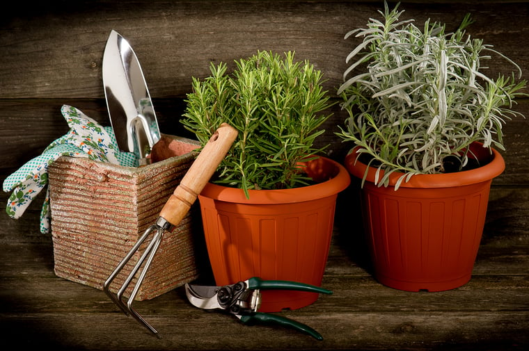 Grow These Herbs to Use in Your Summer Cocktails